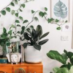 plantes d'intérieur