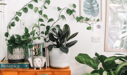plantes d'intérieur