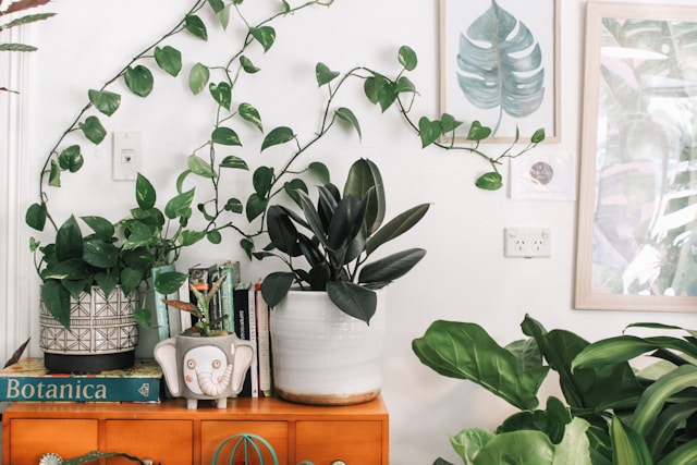Les plantes d&rsquo;intérieur faciles à entretenir