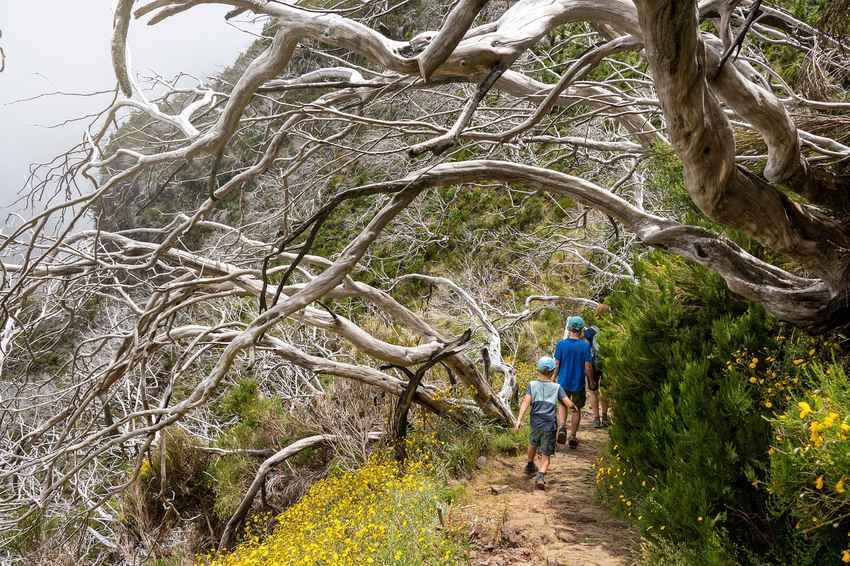 Arbres le long d'un sentier avec des enfants et de la végétation environnante Arbres le long d'un sentier avec des enfants et de la végétation environnante